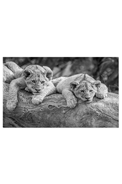 StoryGift Romania Tablou Canvas Pui De Leu Asezati Pe Un Trunchi Cazut, Felin...