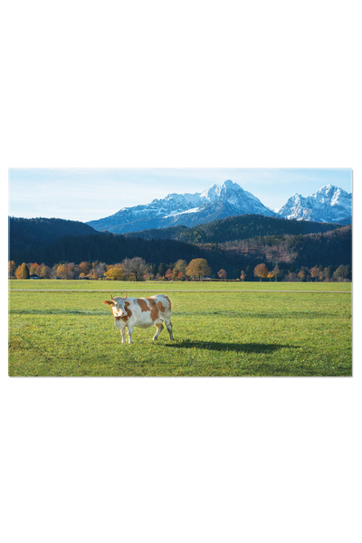 StoryGift Romania Tablou Canvas Vaca Cu Muntii Alpi In Fundal Allgau, Alpi, V...