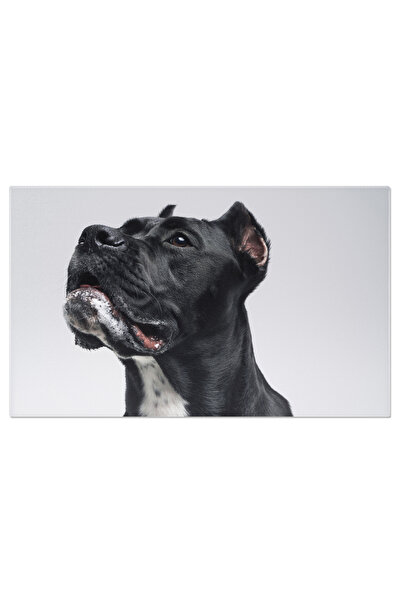 StoryGift Romania Tablou Canvas - Prietenul Omului: Bull Terrier Pe Fundal Alb In Studio