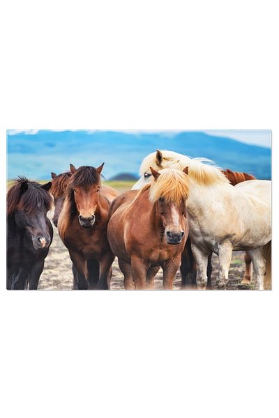 StoryGift Romania Tablou Canvas Cai Salbatici In Islanda, Frumusetea Naturii, Cai, Natura, Islanda, Grup 2411