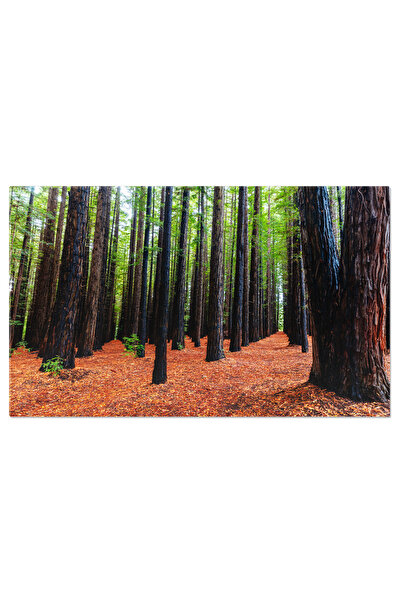 StoryGift Romania Tablou Canvas Padurea De Redwood De La Cement Creek, Padure...