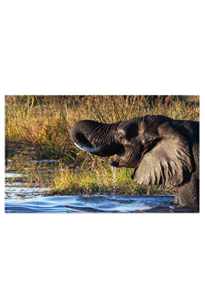 StoryGift Romania Tablou Canvas Elefant African In Botswana, Africa, Botswana...