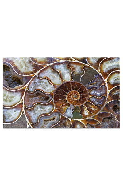 StoryGift Romania Tablou Canvas Spirala in cochilia amonitei O reminiscenta s...