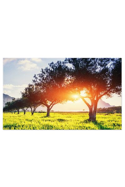 StoryGift Romania Tablou Canvas - Lumina prin Frunzele Verzi: Peisaj Plin de Verdeata si Atmosfera