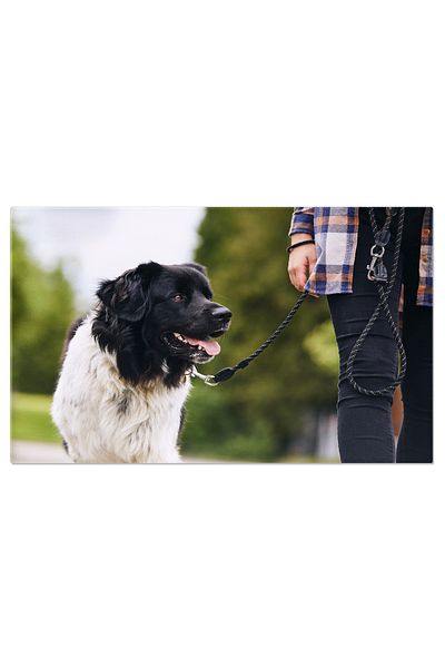 StoryGift Romania Tablou Canvas Ciobanesc Ceh Fericit pe Les, caine, animale, plimbare, bucurie 2299