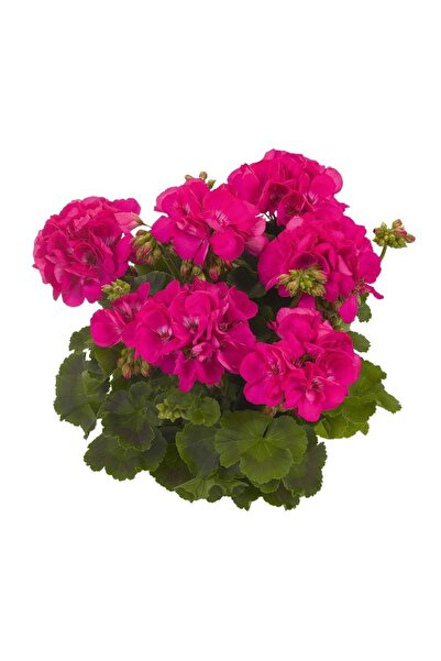 CANBOTANİK Sardunya Fidesi ( Pelargonium Zonale Classic Boylu ) Cardinal 1 Adet