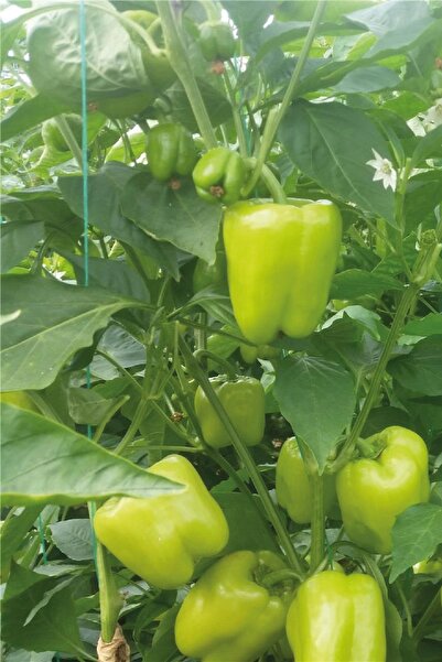 Gardina Dolma Biber Fidesi 5 Adet