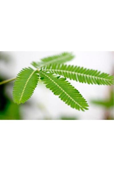 Mimoza Mimosa Pudica Küstüm Çiçeği Fidanı 10-20 cm