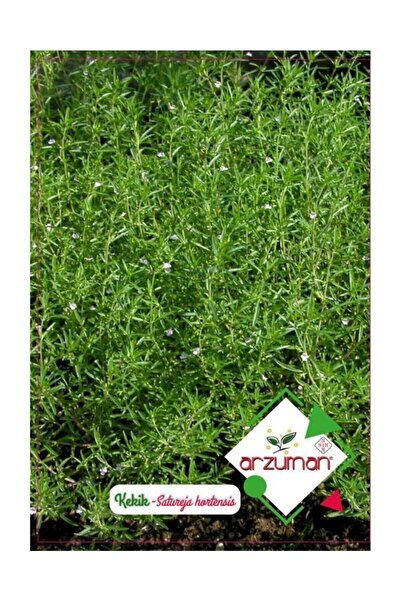 Arzuman Tohum Arzuman Kekik Tohumu 100 adet