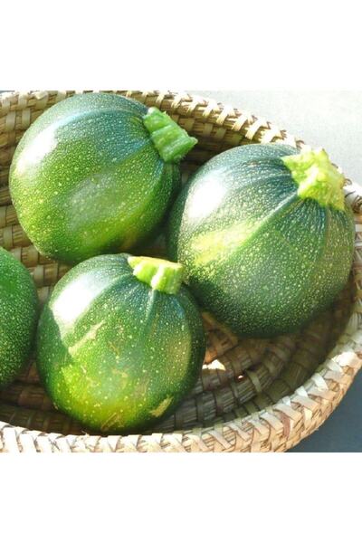 AnamurNaturel Dolmalık Siyah Topak Kabak Fidesi (5 Adet)