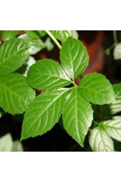 AnamurNaturel Gynostemma Pentephyllum Jiaogulan Ginseng Fidesi (3 Adet)