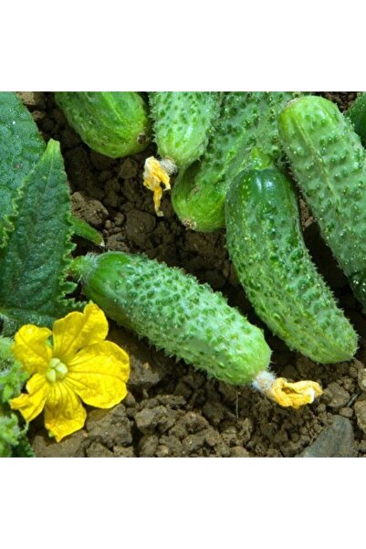 AnamurNaturel Sofralık-turşuluk Çıtır Kornişon Salatalık Fidesi (5 Adet)