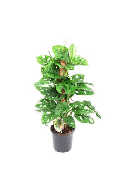 Berceste Peyzaj tasarım Monstera Obliqua - Sarmaşık Cins Deve Tabanı 60-65cm