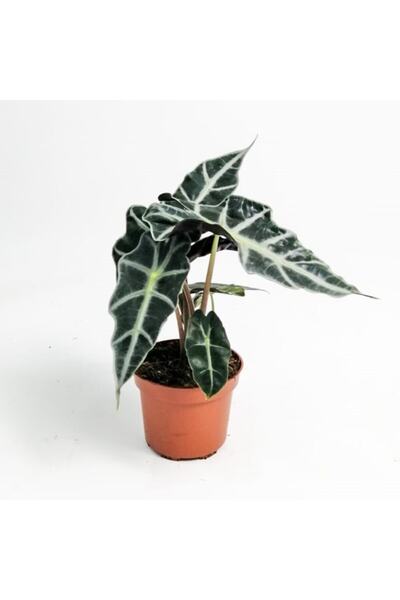 Genel Markalar Fil Kulağı Bitkisi Alocasia Polly 25-40 Cm