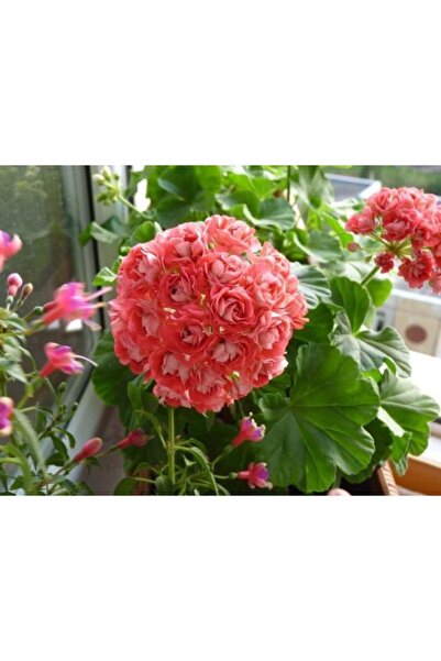 LOBELYA TOHUMCULUK 10 Adet Özel Renkli Gül Sardunya Çiçeği Tohumu