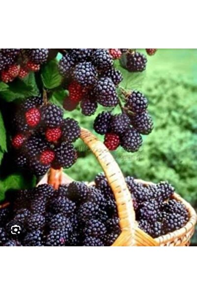 Bahçem Fidancılık Dikensiz böğürtlen fidanı