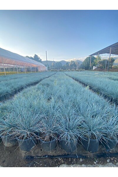 Nura Botanik Mavi Çim 25-40cm arası Dış mekan bitkisi