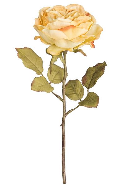 Bizzotto Artificial cream English rose 30 h