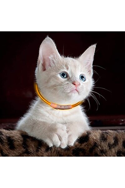 zola Κολάρο σκύλου/γάτας LED, USB, 3 λειτουργίες, καουτσούκ, ανθεκτικό στο νερό, 47 cm, ρυθμιζόμενο, κίτρινο