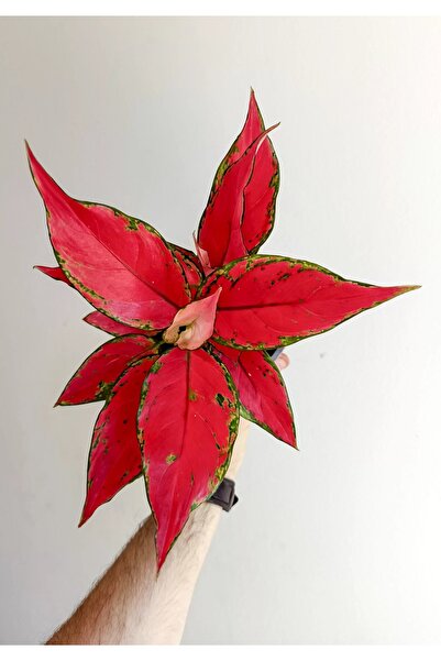 SUKULENTİSTANBUL Aglaonema 'cherry Baby' - RED JOY (12cm saksılı)