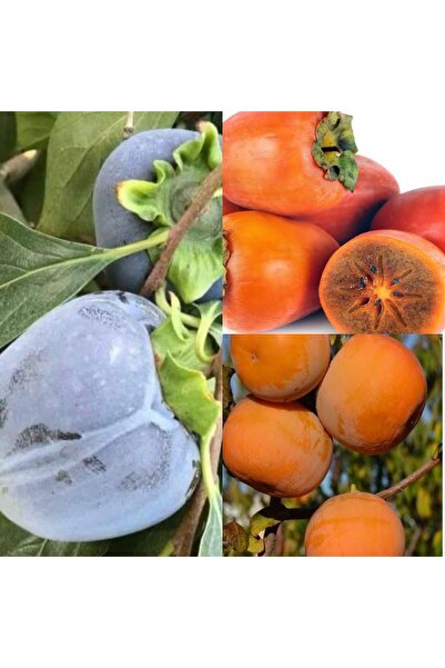 Doğan Fidancılık Özel Siyah Hurma, Trabzon Hurma ve Fuyu Hurma 3 lü Paket( 2,...