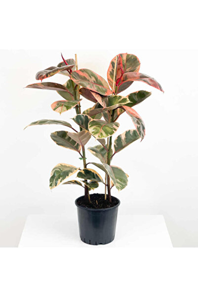 SENA BOTANİK VE ÇİÇEK Kauçuk Çiçeği Tekli Pembe Alacalı 80-100cm. Ev Salon Of...