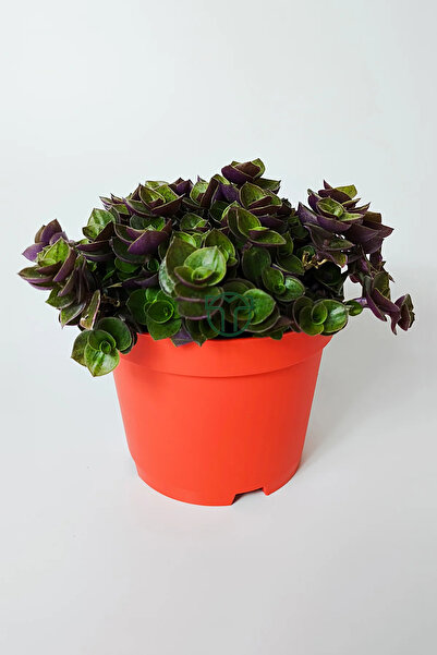 Toptan Kaktüs Callisia Repens (Turtle Vine) – Dekoratif Sarkan Ev Bitkisi