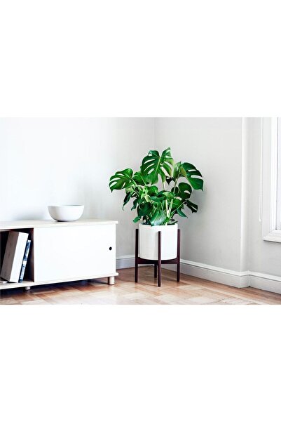 GoldLotus Monstera Deliciosa Deve Tabanı 80-100 Cm
