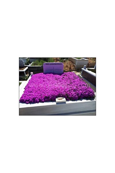 Mimoza Kabristan Mezarlık Için 10 Adet Acem Halısı Bitki Fidan Çiçek Seti