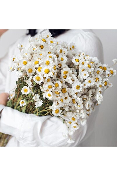 KASTWAVE باقة زهور الأقحوان المجففة، أكثر من 150 زهرة أقحوان بيضاء، زهور أقحو...