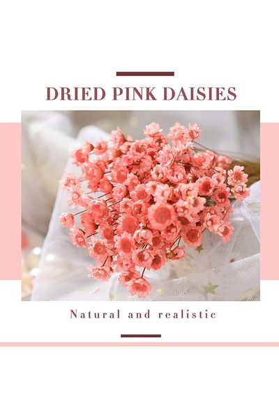Generic Natural Brazilian Small Star Daisy Dried Flowers Bouquet for Wedding Floral Arrangements Decoration