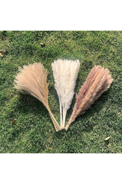 SKY TOUCH SKY-TOUCH Natural Dried Pampas Grass Bouquet : Brown White Reed Pampas Floral Arrangements Decoratio