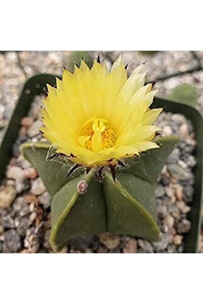 cantropikal Astrophytum Myriostigma Nudum. Sarı Çiçek Açan Kaktüs