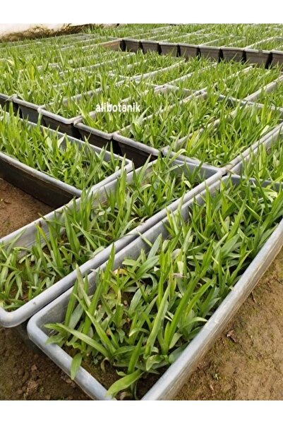 Tropikal Peysaj Salep Fidesi Yumrusu 55 Adet Orkide Orchis Serapias Sahlep Yumru Olarak Gönderilecektir.