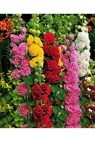 ŞAFAK PEYZAJ TOHUMCULUK Katmerli Gül Hatmi Çiçeği Tohumu Karışık 20 Adet