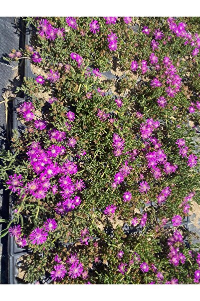 Nura Botanik Mezem Yer Örtücü Acem Halısı Fidesi 20 Adet Çiçek Açan Mezar Üstü