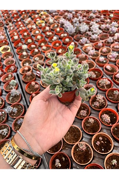 FİDEİSTE Dolesperma Echinatum ( turşu çiçeği) Sukulent 5,5 cm saksı