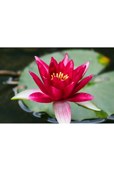 variegataseeds 3 Farklı Lotus Çiçeği Tohum Nilüfer Çiçeği Tohumu Lotus Tohumu