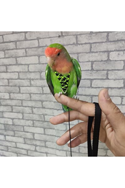 ozzipetshop Cennet Papağanı Tasması Özel Patentli Tasarım Yeşil Siyah Süpriz Hediyeli