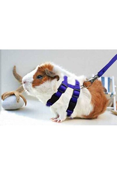 ozzipetshop Ginepig Gine Pig Tasması Özel Patentli Tasarım