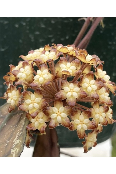 PLANT Hoya Clemensiorum Borneo Mum Çiçeği
