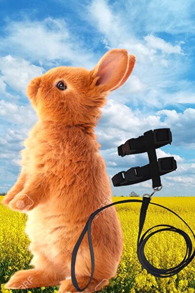 ozzipetshop Bebek Tavsan Disarida Gezdirme Tasmasi Ayar Tokali