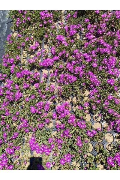 Nura Botanik Acem Halısı Mezem Mezar Üstü Çiçeği 35 Adet