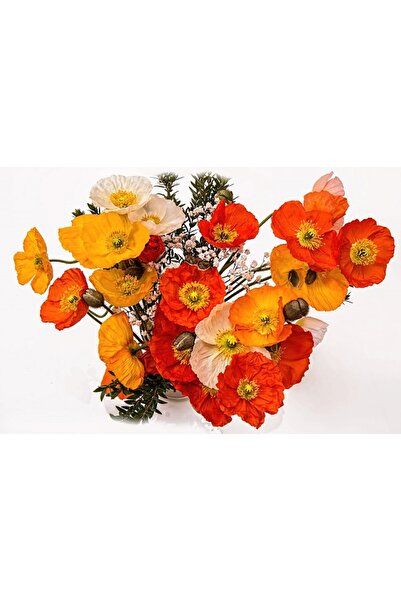 ve Tablou Canvas, Buchet de flori, Maci, 60 x 40 cm, Multicolor