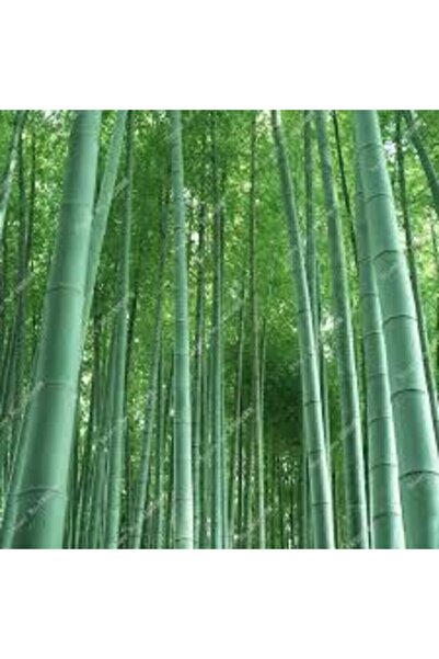 ata tohumculuk 10 Adet Yeşil Bambu Ağaç Tohumu Moso Bambu Tohumu Saksı Toprak Sürpriz Hediye Sebze Tohumu