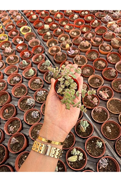FİDEİSTE Crassula Pullucida Marginalis Sukulent 5,5 cm saksı