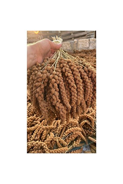 AKYOL MERGEN Organik Üretim Kızıl Dal Darı 500 Gr.