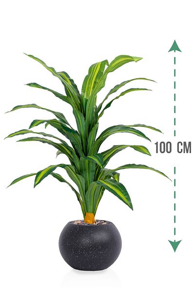 Generic Green corn tree in a circular plastic container
