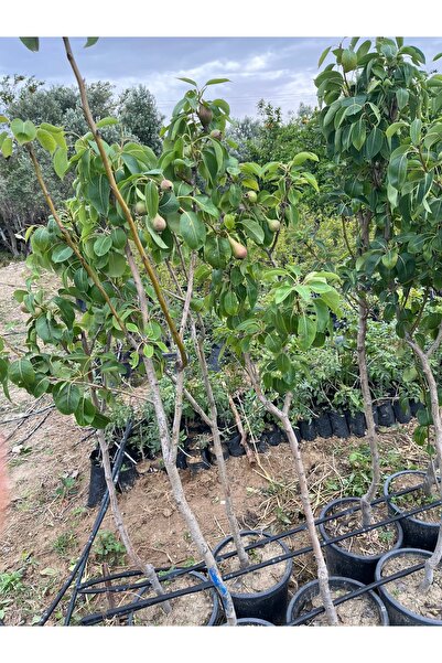 Doğan Fidancılık Armut Saksıda (SANTA MARİA) 3,4 Yaşında (130,160 CM ARASI) M...