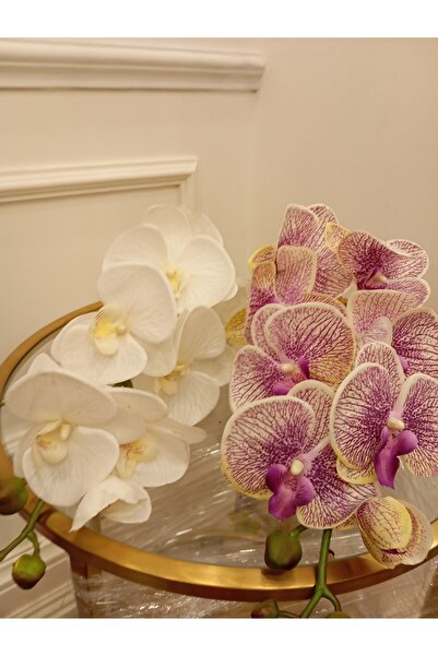 Orkide Islak Gerçek Beyaz Ve Çok Renkli 2 Adet Dokulu 90 Santim Mimara World Da
